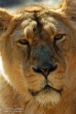 IBR01161029 Aziatische leeuw / Panthera leo persica