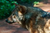 IBR01161114 Europese wolf / Canis lupus lupus