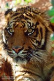 IBR01161145 Sumatraanse tijger / Panthera tigris sumatrae