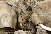 CHB01081766 Zuid-Afrikaanse olifant / Loxodonta africana africana