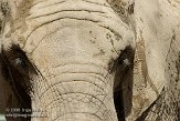 CHB01081774 Zuid-Afrikaanse olifant / Loxodonta africana africana