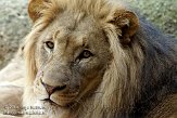 CHB01081808 Kalahari leeuw / Panthera leo vernayi