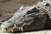 CHB01081842 nijlkrokodil / Crocodylus niloticus