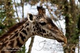 CHB01081849 Masaigiraf / Giraffa camelopardalis tippelskirchi