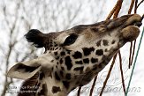 CHB01081864 Masaigiraf / Giraffa camelopardalis tippelskirchi