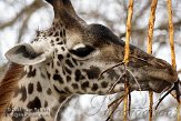 CHB01081871 Masaigiraf / Giraffa camelopardalis tippelskirchi