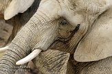 CHB01081971 Zuid-Afrikaanse olifant / Loxodonta africana africana