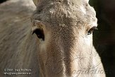 CHB01081993 Somalische wilde ezel / Equus africanus somalicus