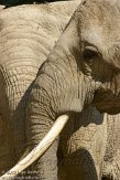 CHB01135913 Zuid-Afrikaanse olifant / Loxodonta africana africana