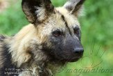 CHB01135944 Afrikaanse wilde hond / Lycaon pictus