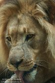 CHB01135971 Kalahari leeuw / Panthera leo vernayi