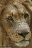 CHB01136009 Kalahari leeuw / Panthera leo vernayi
