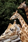 NDA01089051 giraf / Giraffa camelopardalis