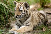 NDA01089141 Siberische tijger / Panthera tigris altaica