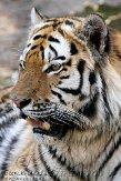 NDA01103090 Siberische tijger / Panthera tigris altaica