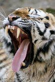 NDA01103095 Siberische tijger / Panthera tigris altaica