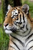 NDA01118234 Siberische tijger / Panthera tigris altaica