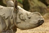 NDA02127715 Indische neushoorn / Rhinoceros unicornis