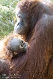 NAP0611A203 Borneo orang-oetan / Pongo pygmaeus