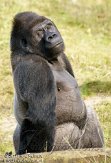 NAP0611A213 westelijke laaglandgorilla / Gorilla gorilla gorilla