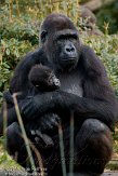 NAP0611A255 westelijke laaglandgorilla / Gorilla gorilla gorilla