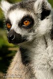 NAZ0108B439 ringstaartmaki / Lemur catta