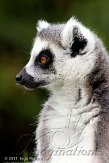 NAF01117923 ringstaartmaki / Lemur catta