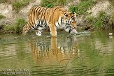 NBB01098269 Siberische tijger / Panthera tigris altaica