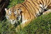 NBB01109467 Siberische tijger / Panthera tigris altaica