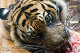 CDB01K070028 Sumatraanse tijger / Panthera tigris sumatrae