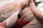 NDB02070043 Europese flamingo / Phoenicopterus roseus