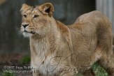 NDB02070048 Aziatische leeuw / Panthera leo persica