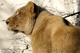 NDB01110204 Aziatische leeuw / Panthera leo persica