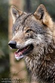 NDB02110569 Europese wolf / Canis lupus lupus