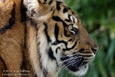 NDB01120041 Sumatraanse tijger / Panthera tigris sumatrae