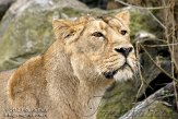 NDB03120733 Aziatische leeuw / Panthera leo persica