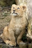NDB04120837 Aziatische leeuw / Panthera leo persica