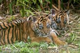 NDB14108072 Sumatraanse tijger / Panthera tigris sumatrae