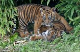 NDB16109346 Sumatraanse tijger / Panthera tigris sumatrae
