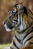 NBZ01094005 Sumatraanse tijger / Panthera tigris sumatrae