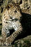 NBZ01101598 Sri Lanka panter/ Panthera pardus kotiya