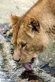 NBZ01101662 Afrikaanse leeuw / Panthera leo