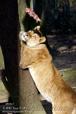 NBZ01101697 Afrikaanse leeuw / Panthera leo