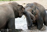 NDE01108693 Aziatische olifant / Elephas maximus