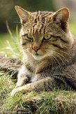 NDE02127337 Europese wilde kat / Felis silvestris silvestris