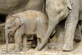 NND01097118 Aziatische olifant / Elephas maximus