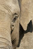 NND01113250 Aziatische olifant / Elephas maximus