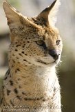 NND01113265 serval / Leptailurus serval