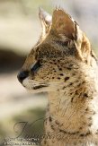 NND01113269 serval / Leptailurus serval