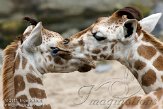 NND02118053 netgiraf / Giraffa camelopardalis reticulata